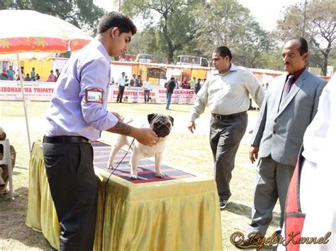 Allahabad Kennel Club 7th And 8th Championship Dog Show C 2015 Ryder