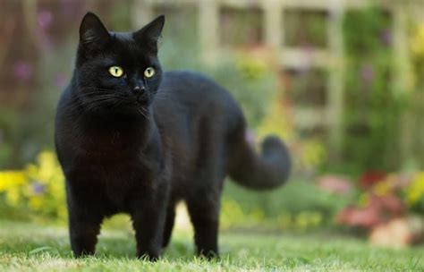 All About Ginger Cats | Cat-World