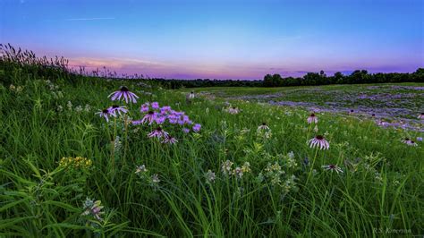 Heres Our Guide To Growing Native Plants • Missouri Life Magazine
