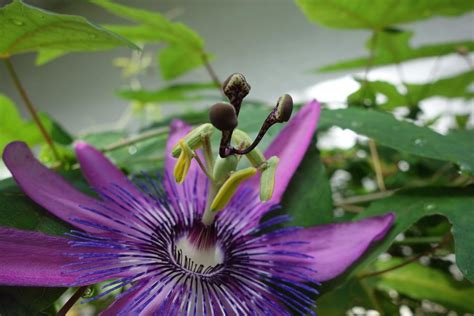 Photo Of The Stamens Filaments And Pistils Of Amethyst Passion Flower