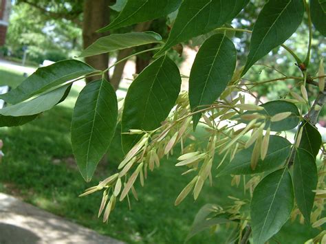 Oleaceae Fraxinus Americana The White Ash Dendrology Pinterest