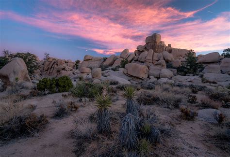 Joshua Tree National Park In The Winter Travel Guide