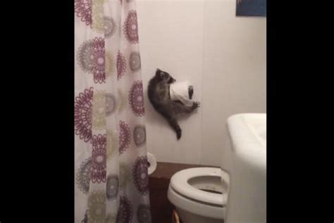 You'll know you have raccoons in a wall because of the scratching sounds around the baseboard. Watch: Raccoon tries to climb bathroom wall after ceiling ...