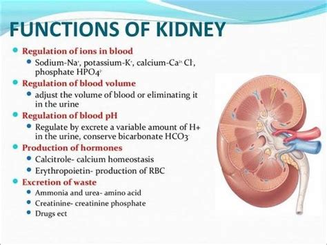 What Is The Function Of The Kidney The Pharmacists Quora