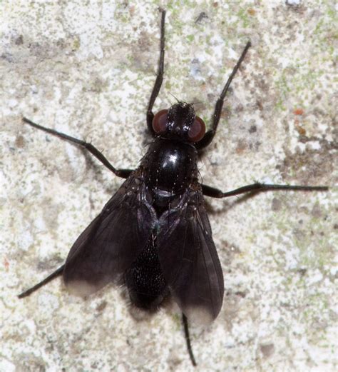 We did not find results for: Diptera.info - Discussion Forum: Small triangular fly with ...