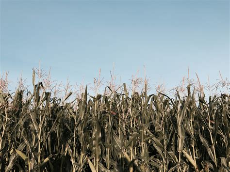 Corn Field Corn Stalk Field And Corn 4k HD Wallpaper