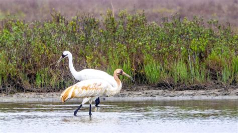 Whooping Cranes In Aransas National Wildlife Refuge On A Misty Foggy