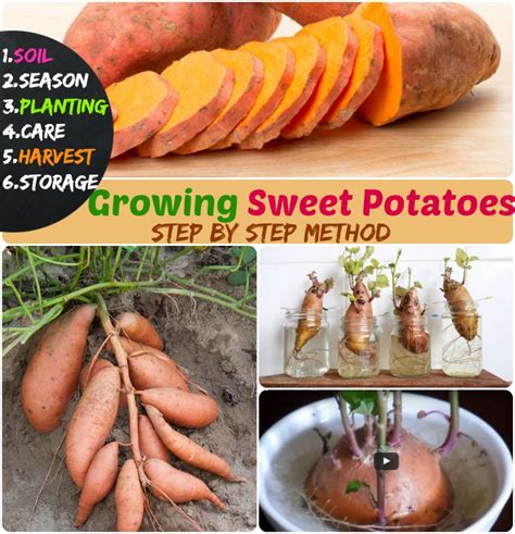 Growing Sweet Potatoes 6 Steps How To Grow Sweet Potatoes