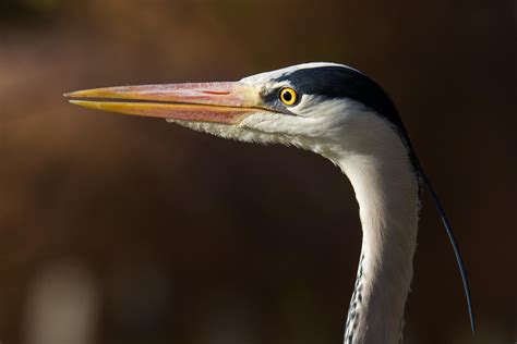 Grey Heron Ardea Cinerea