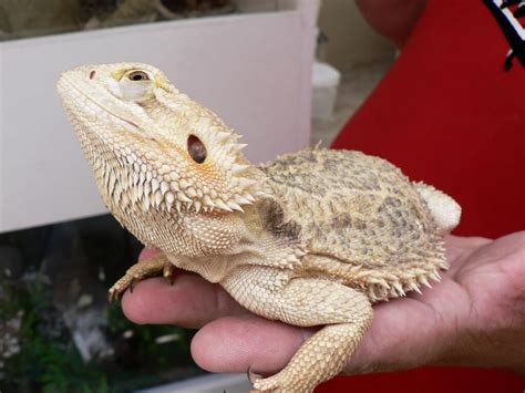 ( 0.0) out of 5 stars. Reptiles Good For Handling | Keeping Exotic Pets