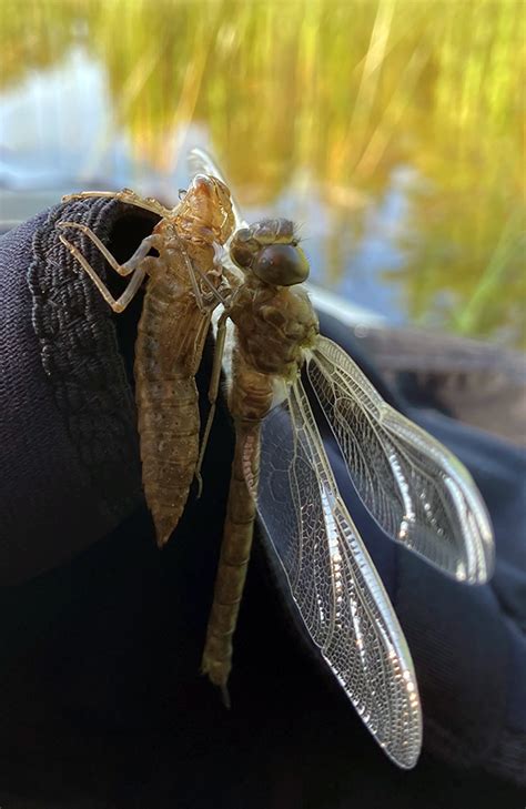 Nature Note 50 Dragons Overhead Dragonflies That Is
