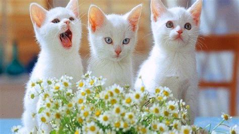 Beautifull Cats For Sale Three Kittens Carspot Classified Wordpress Theme