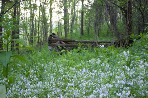 10 Beautiful Spring Flower Photos Blue Ridge Mountain Life