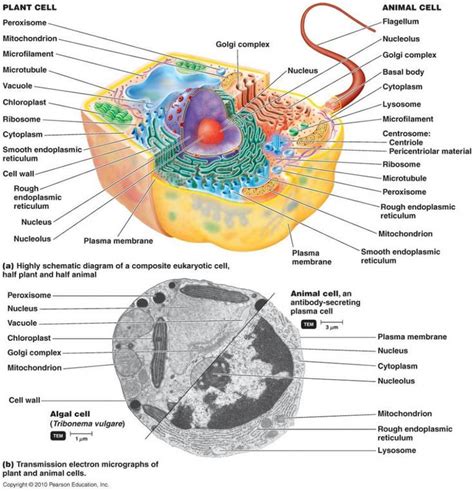 Labelled Diagram Of A Human Cell Bone Cell Labeled Diagram Animal Cell