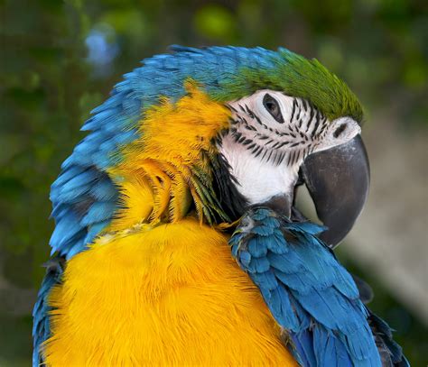 Free Images Bird Wing Wildlife Portrait Beak Tropical Fauna