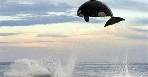 8 Ton Orca Jumping 15 Feet Out Of The Water Sea Life Pinterest