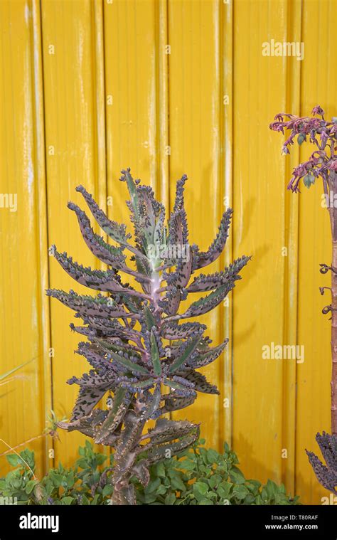 Kalanchoe х Houghtonii In Bloom Stock Photo Alamy