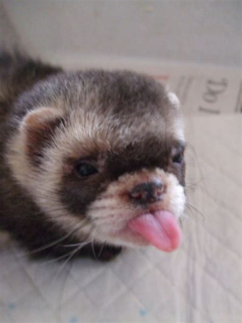 Aw Cute Funny Ferrets Cute Ferrets Cute Animals