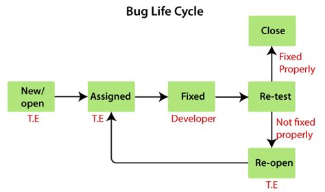 Bug Life Cycle Diagram