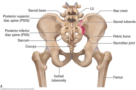 Figures 30 through 32 are large the anterior muscles posteriorly tilt the pelvis, the posterior muscles anteriorly tilt the pelvis, the note: Bones of the Lumbar Spine and Pelvis