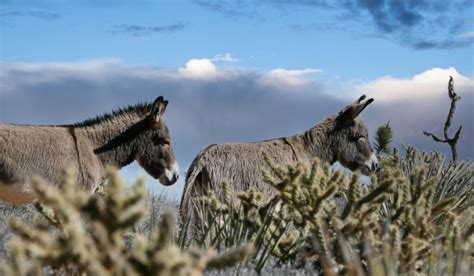 11 Types Of Donkeys Helpful Horse Hints