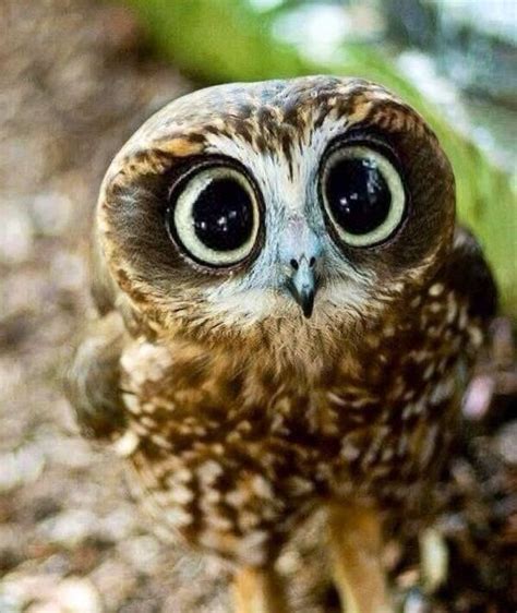 Cute Little Owl With Big Eyes ♥ Cute Wildlife Animals ♥ Pinterest