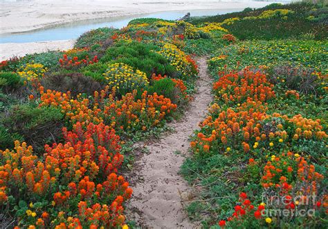 Wildflower Path At Ribera Beach Photograph By Charlene Mitchell