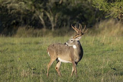 Whitetail Deer Buck In Texas Farmland Stock Image Image Of Adult
