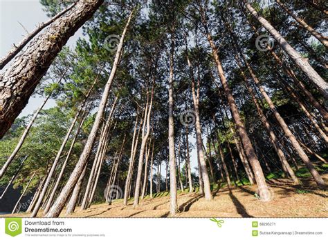 Green Pines Stock Image Image Of Fresh Beauty Season 68295271