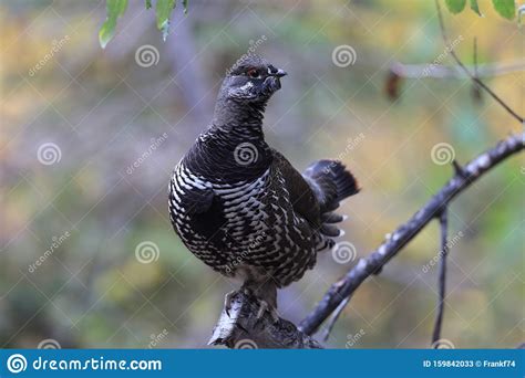 Spruce Grouse Or Canada Grouse Falcipennis Canadensis Alaska United