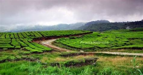 Kebun Teh Alahan Panjang Solok Sumatera Barat Tempat Wisata Nusantara