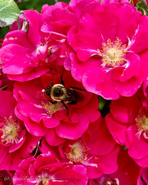 🌱annie🌸📷 On Twitter Happy Pollinators Again On These Flower Carpet