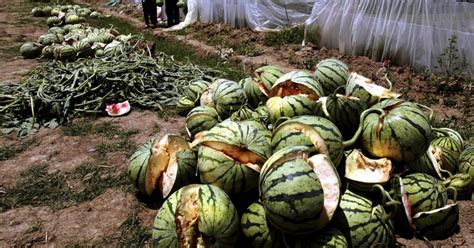 Exploding Watermelons Acres Of Crops Erupt