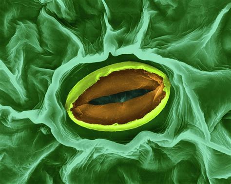 Stoma Of A Broad Bean Leaf Vicia Faba Photograph By Dennis Kunkel