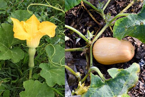 how to grow summer squash the ultimate guide tehila deutsch hacking life