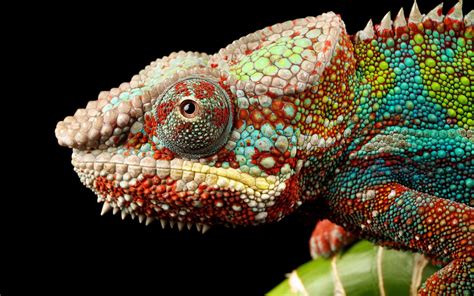 Wallpaper Colorful Animals Chameleons Lizard 1920x1200 Px Close