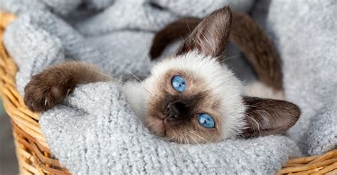 5 Fun Facts About Siamese Cats Ponbee