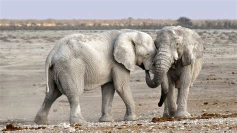 18 Curiosidades De Los Elefantes Datos Que Quizás No Conocías