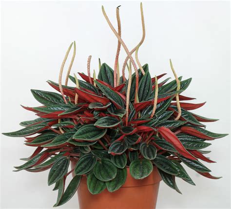 We did not find results for: Peperomia caperata "Rosso"