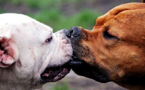 Two Dogs Kissing Wallpaper Hd Animals Wallpapers