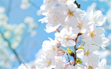 #flowers #nature #small flowers #me #scenery #beautiful #sweet #pretty #purple flowers #floral #natural #greenery #green. ボード「white flower」のピン