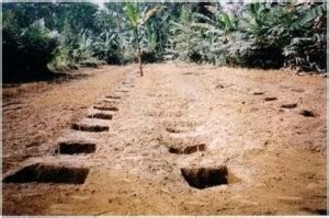 Pengendalian penyakit layu pada tanaman pisang. Budidaya pisang organik tehnologi MMC | Agrokompleks MMC