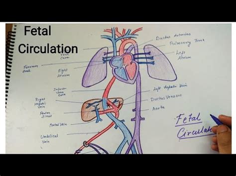 Fetal Circulation Model Labeled