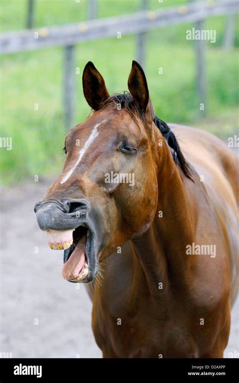 Sweaty Young Bay Horse Yawns Stock Photo Alamy