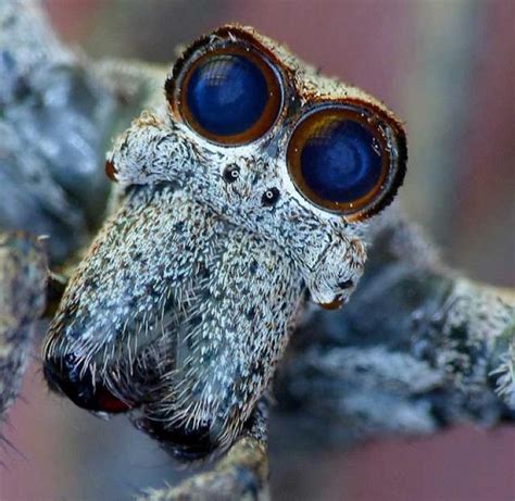 10 Of Africas Scariest Spider Species Spiders Scary Spider Species