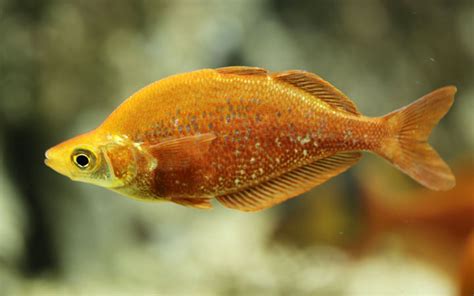 Rainbowfish Types Popular Colorful Varieties With Pictures AquariumNexus