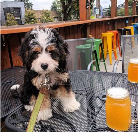 Bernedoodle puppies immediately available pennsylvania. Bernedoodles and Bearnese image by Tichonn | Bernedoodle ...