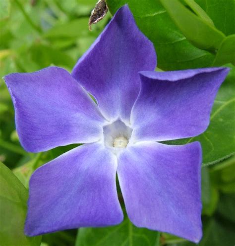 Azzurro 100% fiori naturali i fiori saranno inviati in un piccolo barattolo di plastica. Fiore blu :: Fotografia Fiori