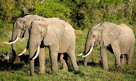 African Forest Elephant Species Wwf