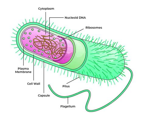 Archaebacteria Characteristics Classification Importance And Examples